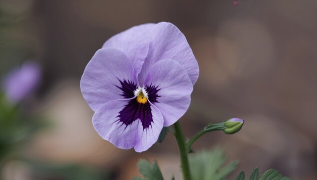Violet and lavender pansy blossoms with contrasting hues