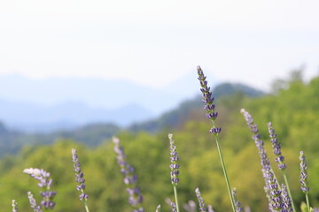 全盛期のラベンダー