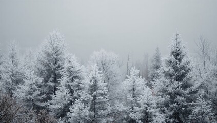 Obraz premium Pine and spruce tree branches blanketed in snow with muted grey hues