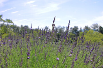 全盛期のラベンダー