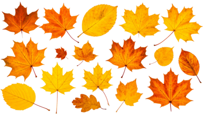 A collection of autumn leaves with varying shapes, sizes, and vibrant yellow, orange, and red hues on a dark background