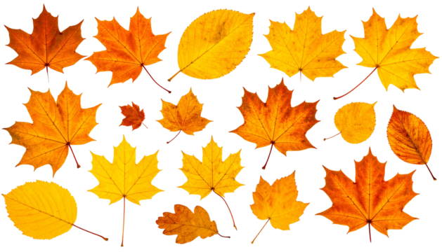 A collection of autumn leaves with varying shapes, sizes, and vibrant yellow, orange, and red hues on a dark background