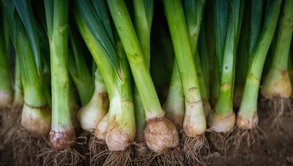 Close-up view of onions sprouting from existing bulbs