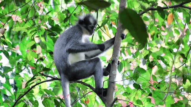 Thomas's langur monkey in the jungle of Sumatra, Indonesia