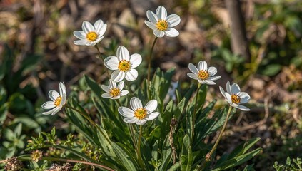 White and yellow blossoms of spring