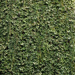 Lush green ivy wall texture for natural background