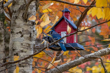 Two Blue Jays at a Red Bird Feeder in Autumn Forest