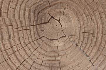 Detailed view of natural tree trunk surface pattern