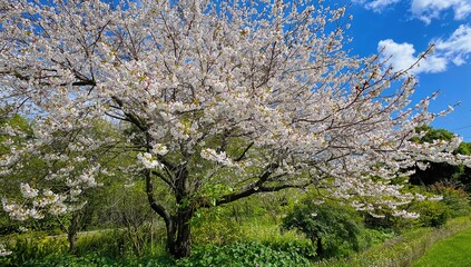 Naklejka premium Fresh leaves emerging on flowering cherry tree during springtime with a natural garden backdrop