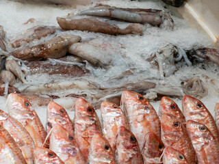 Fresh red mullet and squid on ice at a fish market