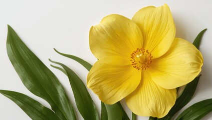 Fototapeta premium Beautiful yellow blossom against a white background