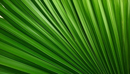 Close-up of vibrant green palm fronds (2)