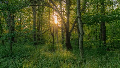 Scenic woodland in spring with sunlight filtering through trees, summer nature backdrop