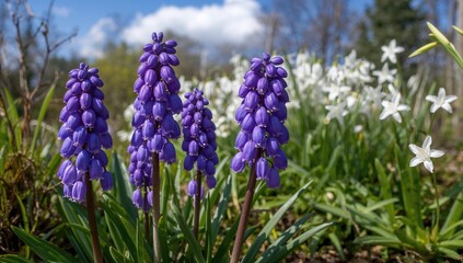 Fototapeta premium Spring floral frame featuring Muscari and Ipheion uniflorum blossoms in a garden