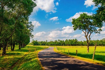 Obraz premium A pathway cuts through a vast rubber tree farm under a clear summer sky