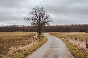 Naklejka premium A meandering trail cuts across a wide, empty meadow bordered by leafless trees beneath a cloudy sky.