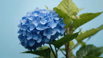Close-up of a blue garden hydrangea flower