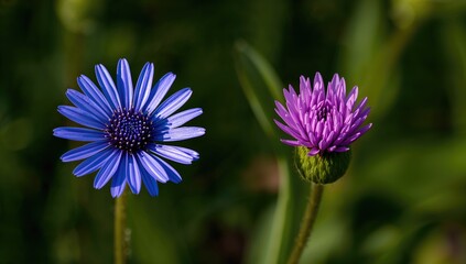 Close-up spring macro images of vibrant blue cornflower and purple bachelor's button blooms