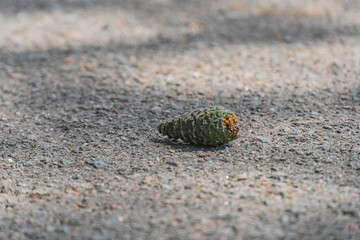 Close-up of a wet paved surface, with an earthy-colored acorn brown at the center, in an ancient Central European village, possibly under early morning or late afternoon light