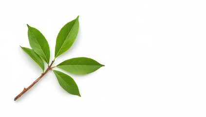 Obraz premium Fresh green tea leaves from Japan on a white backdrop