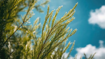 Detailed view of vibrant green leaves on tree limbs with a clear sky backdrop
