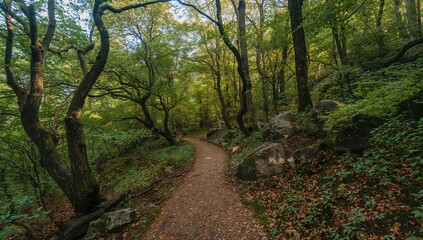 Obraz premium Rocky trail winding through a wooded area