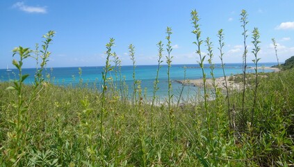 Obraz premium Salicornia vegetation thriving near the coastal waters, showcasing green leaves and natural growth