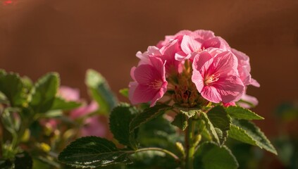 Mirabilis jalapa, the wonder plant also known as four o'clock flower