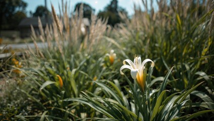 Garden flowerbed featuring foliage of African lilies in a farm setting