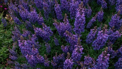 Obraz premium In a lively garden, clusters of purple blossoms burst with color, their deep shades brightening the verdant surroundings.