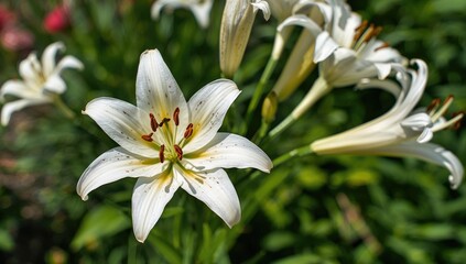 Fototapeta premium Close-up of lily blossoms in a garden setting