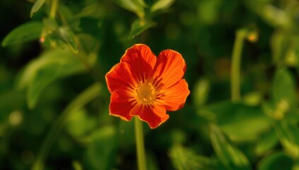 Fototapeta premium A tiny vibrant flower with red and yellow petals