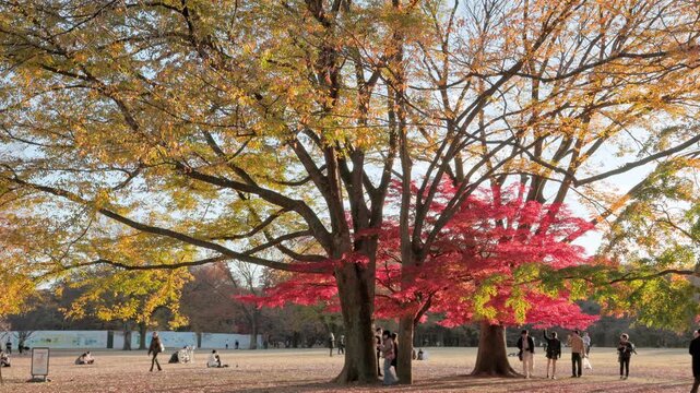 Autumn in Tokyo : Contrast of Autumn-Colored Zelkova and Maple Trees. Enjoy Fall by Walking Through a Carpet of Fallen Leaves  |  Yoyogi Park, Tokyo, Japan
