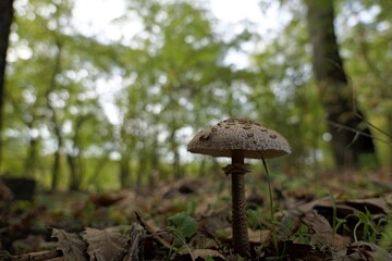 Photo of a Macrolepiota procera mushroom taken from a slightly wider angle, showing its stem, oak leaves, and grass on the forest floor with a softly blurred background.