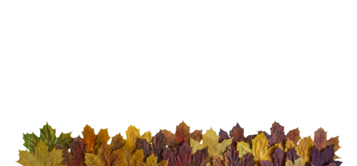 Autumn maple leaves border isolated on transparent background
