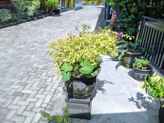 A potted Bougainvillea plant with variegated yellow and green leaves and small magenta flowers sits on a decorative stone pedestal in a sunny, outdoor setting.