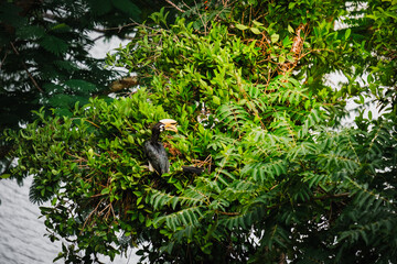 Great Hornbill Perched on a Tree Branch in Tropical Forest, Wildlife in Thailand