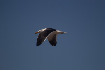 Seagull Bird Flying Over Sea And Beach Wind Nature Ocean Coastline Wildlife Animal Freedom Sky Waves Horizon Summer Seaside Marine Life Coastal Landscape Travel Outdoor Scenic View Breeze Natural