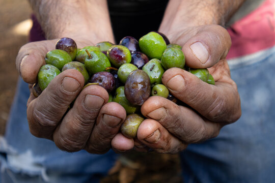 Close-up of man's hands offering a handful of freshly harvested olives
