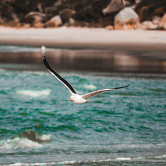 Fototapeta premium Seagull Bird Flying Over Sea And Beach Wind Nature Ocean Coastline Wildlife Animal Freedom Sky Waves Horizon Summer Seaside Marine Life Coastal Landscape Travel Outdoor Scenic View Breeze Natural