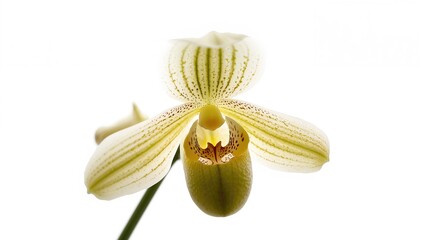 Detailed view of Paphiopedilum Maudiae orchid against a white backdrop with clipping paths