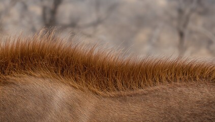 The coat of a male nyala
