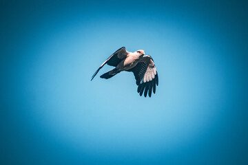 Seagull Bird Flying Over Sea And Beach Wind Nature Ocean Coastline Wildlife Animal Freedom Sky Waves Horizon Summer Seaside Marine Life Coastal Landscape Travel Outdoor Scenic View Breeze Natural