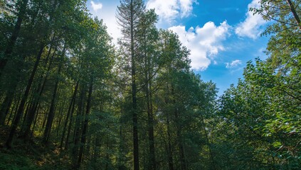 Obraz premium Breathtaking woodland landscape under bright sunlight, showcasing a scenic view of trees and clear skies. Concept of hiking and nature exploration.