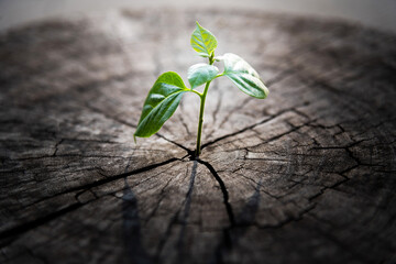 New shoot grow on old tree stump