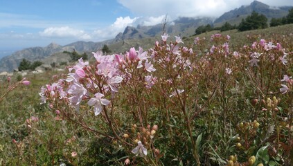 Fototapeta premium Ototropis sequax blooms and bears fruit at the same time in a mountainous open area