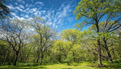 Fototapeta premium Stunning woodland scene in a small community