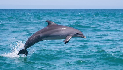 Obraz premium Common Dolphin leaping over ocean waves