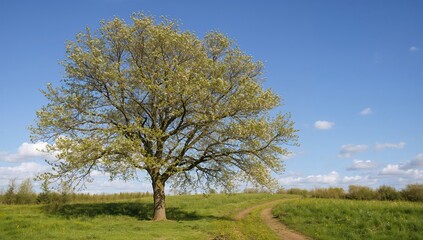 Fototapeta premium Springtime View of a Linden Tree