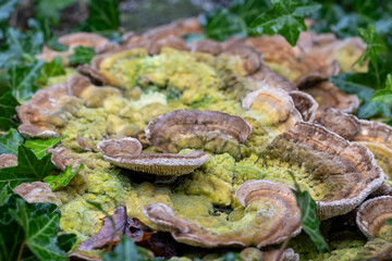Eine Ansammlung Samtiger Schichtpilze auf einem Baumstumpf von Efeu umgeben